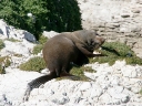 kaikoura (19)